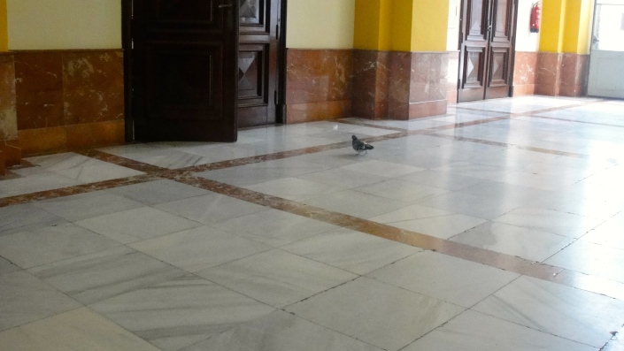 Oftentimes birds get stuck inside because all of the doors are kept open and there are a lot of interior courtyards. This guy was just about to walk into a classroom, haha.